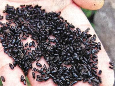 夏天常见的黑色甲壳虫图片(夏天常出现的黑壳虫)